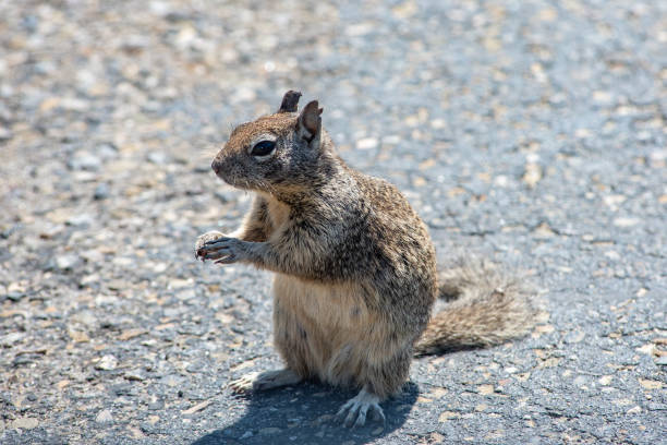 A California rock squirrel stops on its hind legs A California rock squirrel stops in the parking lot to look for dropped food california ground squirrel otospermophilus beecheyi stock pictures, royalty-free photos & images