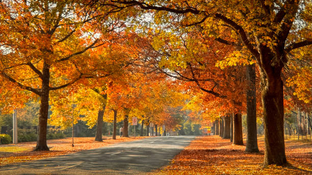 istock Nature/outdoors 2161682672