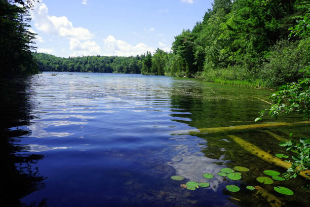 istock Water lilies in a lake surrounded by forest 2161684824