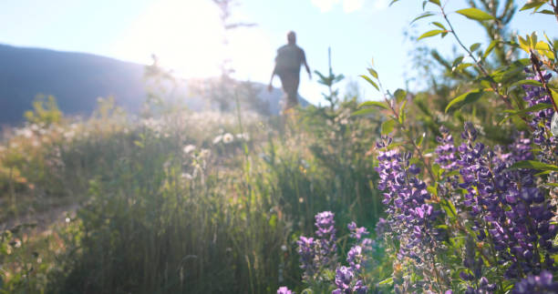 Senior man hikes in meadow in springtime, Crowsnest Pass, Alberta