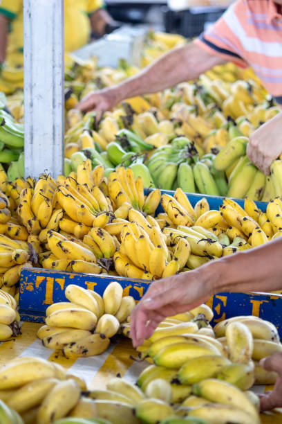 istock Banana Bunches Ready for Sale 2161686523
