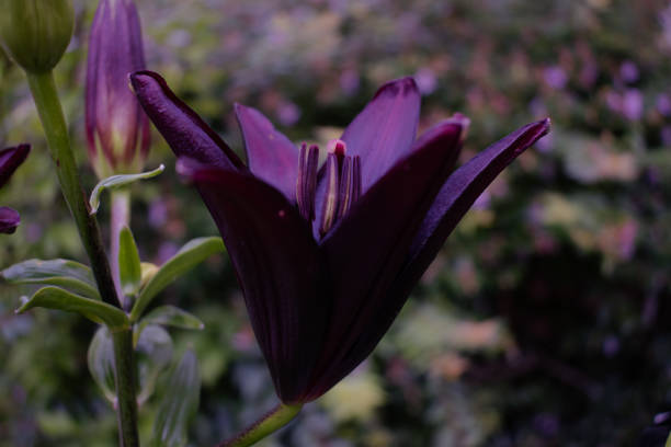Asiatic Lily in a Spring Garden
