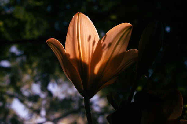 Waterlily in macro
