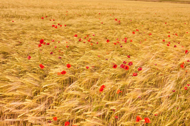 Golden corn field on a hot summer day  - useful as background