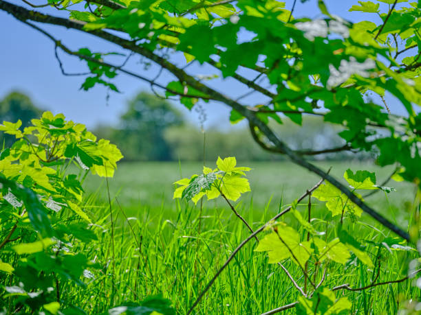 istock Saturated green leaves in early springtime forest 2161687387