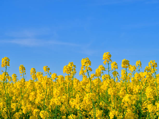 istock Flowering rapeseed field 2161687391