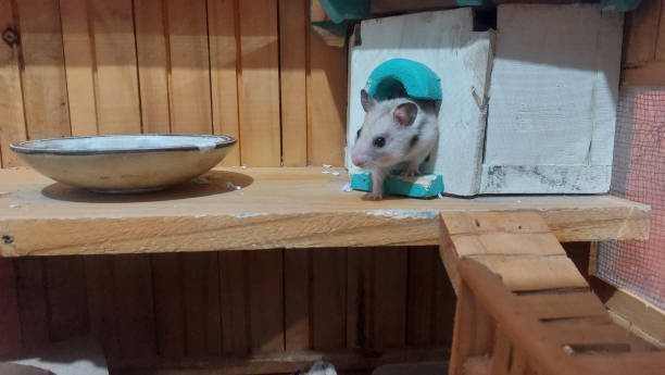 istock Hamster sits on a wooden shelf 2161687537