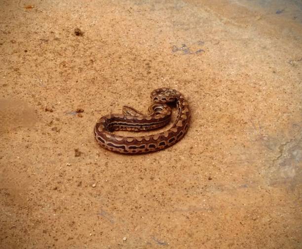 istock Epicrates crassus

- Paraguayan rainbow boa - sneak 2161688751