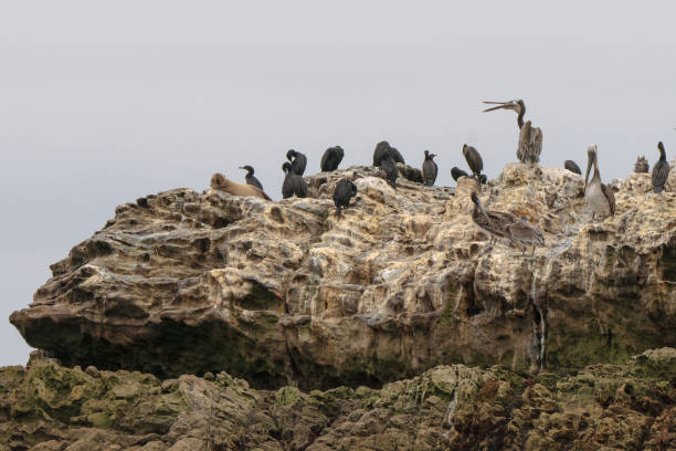 istock Pelican on Bird rock 2161692126