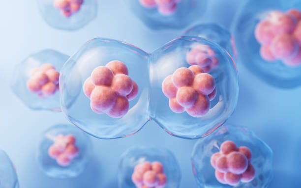 Mitosis of cells with biotechnology concept, 3d rendering.