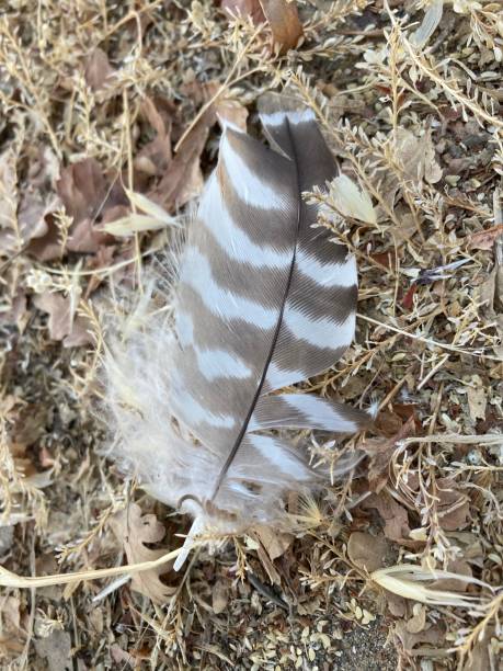 istock A bird's feather lying in the dry grass. 2161692621