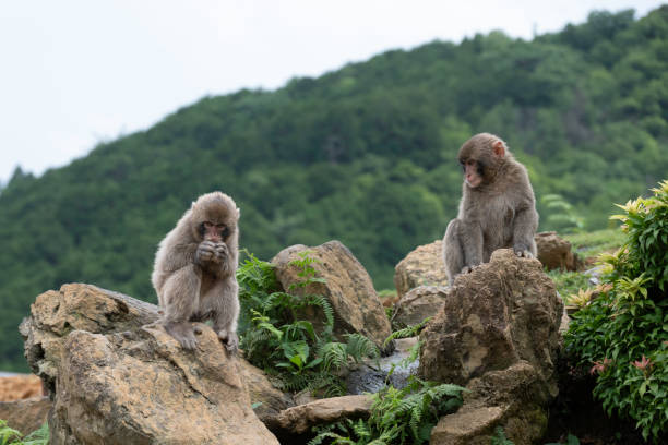 These are wild monkeys at the Iwatayama Monkey Park  on the mountain near Kyoto.