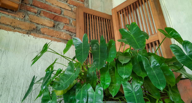 a sense of tranquility where nature meets structure