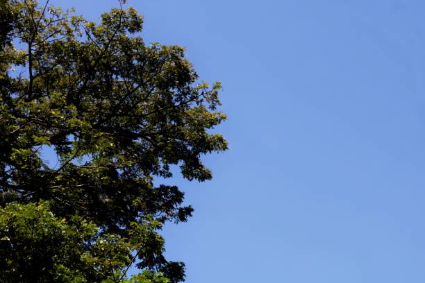 A picturesque image showcasing a lush green tree amidst a sprawling grassy meadow, under a clear blue sky. The scene exudes a serene summer atmosphere, full of life and natural beauty.
