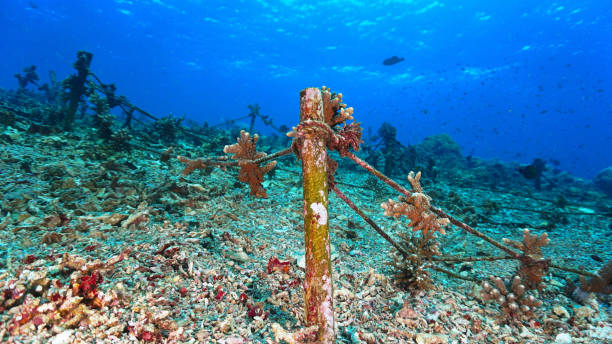 istock Beautiful coral conservation landscape, reef and meadow 2161699871