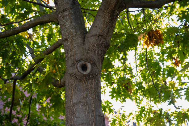 Sunny tree trunk - eye-like knot - lush green leaves - light and shadow - serene natural setting