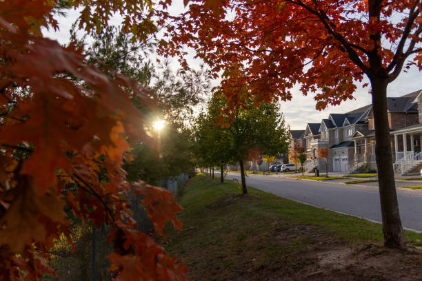 istock Vibrant red maple leaves foreground - golden hour sunlight filtering through branches - suburban street with modern houses receding into background 2161701059