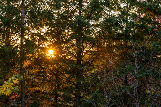 Golden sunset rays diffusing through a serene evergreen forest - vibrant autumnal hues painting a tranquil woodland scene