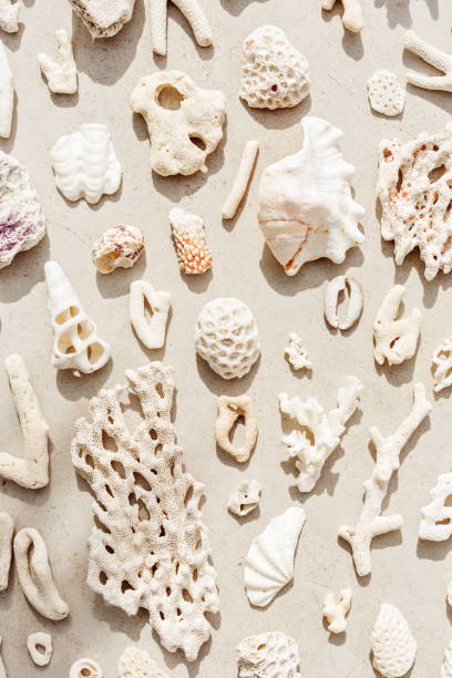 istock Trend pattern from closeup seashells, coral on sandy tones background. Minimal photo at sunlight. Summer vacation concept, beach mood. Nautical design. Top view nature aesthetics vertical still life 2161703969