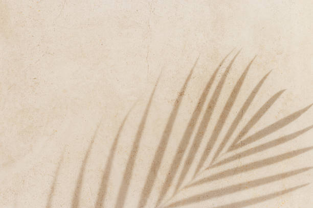 istock Natural palm leaf shadow on light beige sandy color background with empty space. Summer minimal concept, daylight in sunny day, top view plant sun shade, nature environment pattern, neutral tone 2161703974