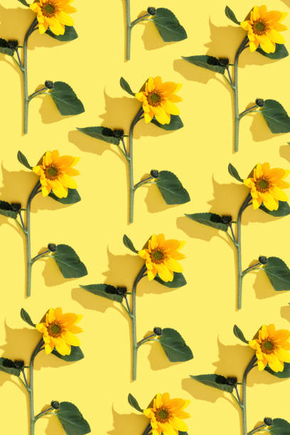 istock Floral linear pattern sunflowers with green leaf at sunlight on yellow background. Nature environment concept, season nature still life, blooming flower casting shadows, minimal trend flat lay 2161704001