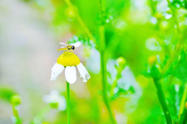 This is a picture taken Kumamoto, Japan.