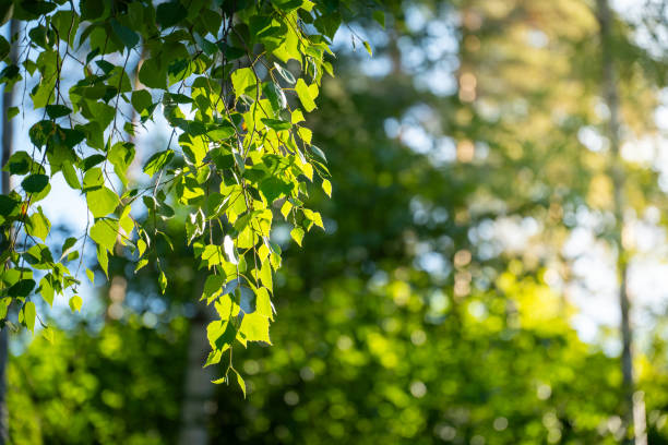 istock green birch leaves branches. bokeh background. Nature spring background. 2161710658