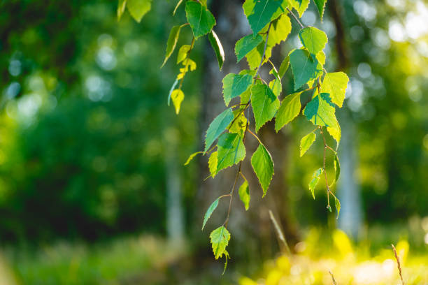istock green birch leaves branches. bokeh background. Nature spring background. 2161710724