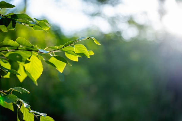 istock green birch leaves branches. bokeh background. Nature spring background. 2161710726