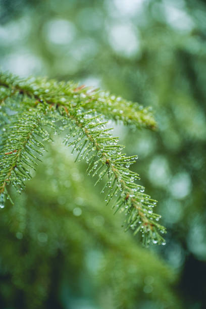 istock branch of a coniferous tree with raindrops 2161710772