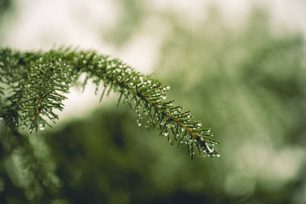 istock branch of a coniferous tree with raindrops 2161710779