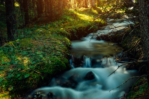 Forest river landscape in Altai mountains, Siberia. Long exposure on a rapid stream flowing through rocks trees.