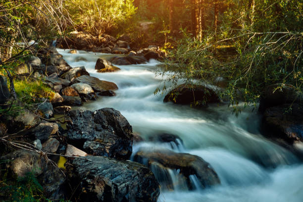 Forest river landscape in Altai mountains, Siberia. Long exposure on a rapid stream flowing through rocks trees.