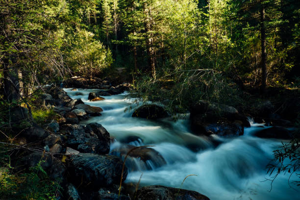 Forest river landscape in Altai mountains, Siberia. Long exposure on a rapid stream flowing through rocks trees.