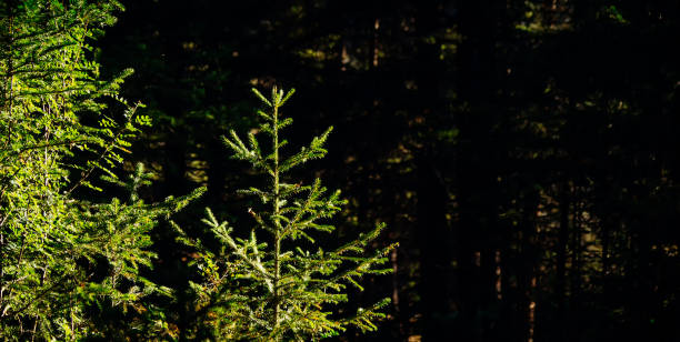 Young evergreen fir trees in sunlight. Blurred dark forest background with copy space. Christmas mockup for design.