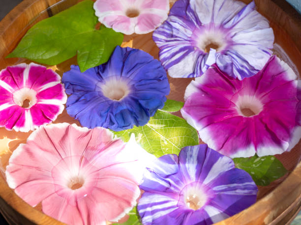 istock A Morning Glory Fair, Iriya, Tokyo 2161713442
