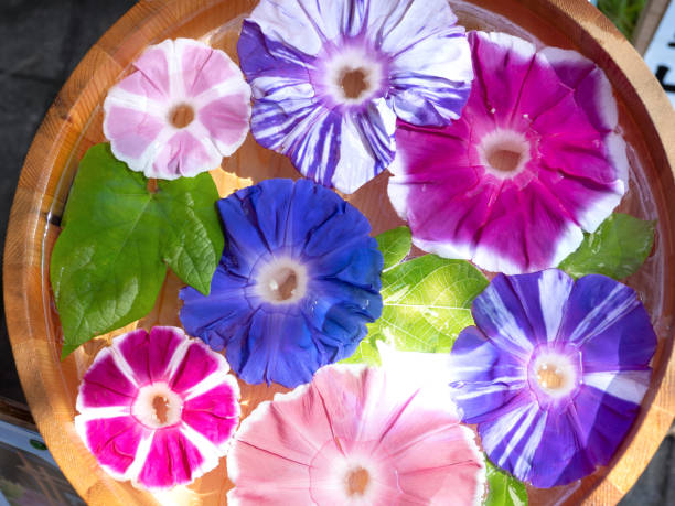 A Morning Glory Fair, Iriya, Tokyo