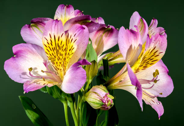 istock Blooming pink Alstroemeria on a green background 2161714756