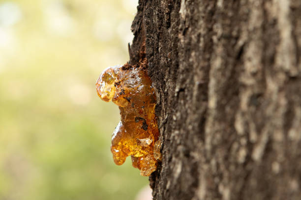 Golden resin is oozing from a tree trunk in nature