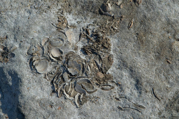 Group of fossilized bivalve mollusks embedded in a stone surface