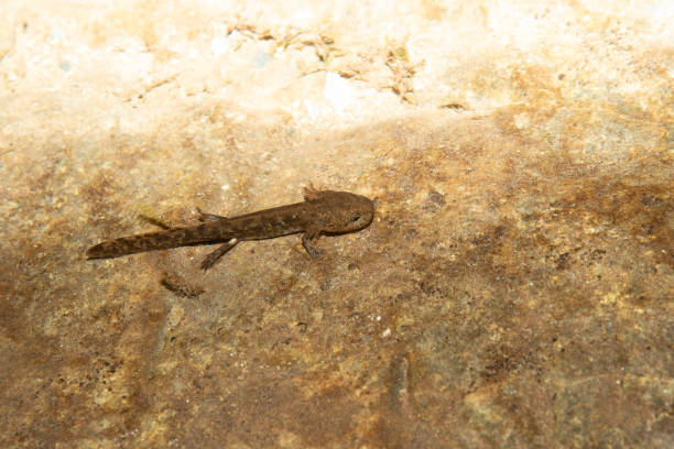 Brown amphibian with yellow spots living in mountain streams, the pyrenean brook salamander