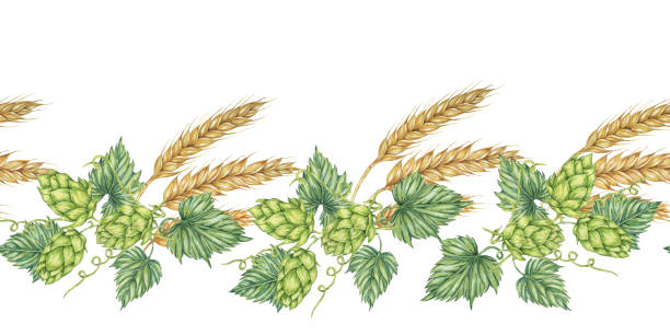 Hops and barley seamless border in watercolor. Green humulus lupulus cones and wheat ears repeating pattern banner for beer, St Patrick's day Hops and barley seamless border in watercolor. Green humulus lupulus cones and wheat ears repeating pattern banner for beer, St Patrick's day, beer labels, traditional festival clipart water colour beer hops stock illustrations