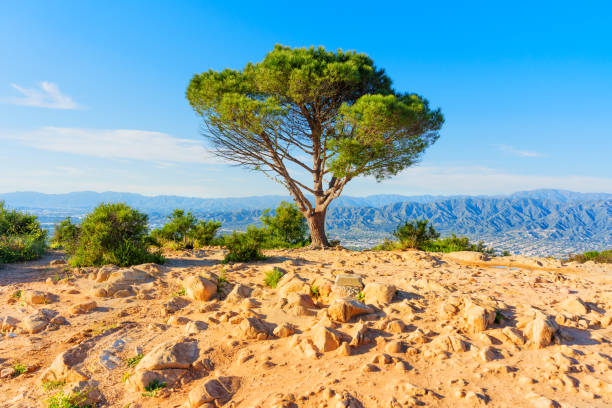 istock Wisdom Tree And Rocky Terrain, LA Hills 2161716440