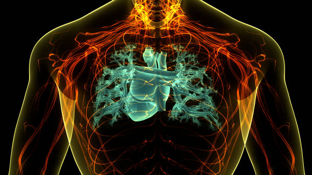 istock Human Circulatory System Heart Anatomy 2161716975