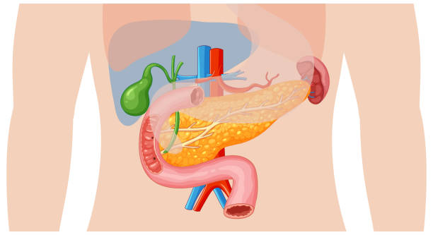 istock Detailed illustration of internal digestive organs 2161717224