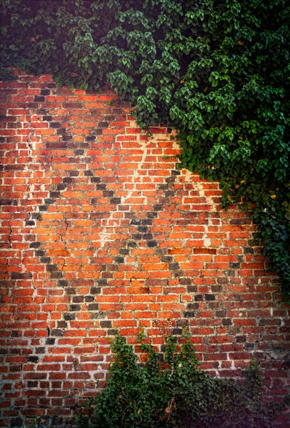 Vintage red brick wall background overgrown with ivy