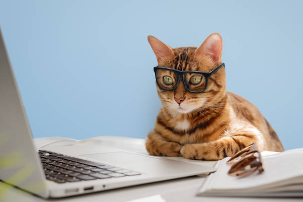 istock A business cat with glasses works at the computer. 2161718750