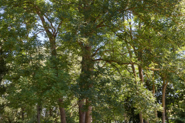 istock Old high ash trees in sunny summer day, fragment 2161719089