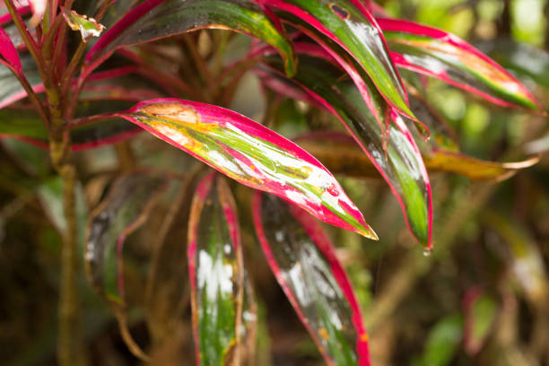 Water droplets clinging to a colorful tropical plant leaf after a rain shower in the jungle