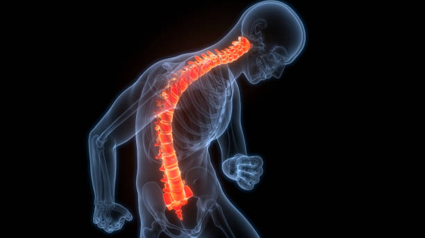 istock Spinal Cord Vertebral Column of Human Skeleton System Anatomy 2161719926